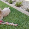 ADBRI Lawn Edge Oatmeal - Image 2
