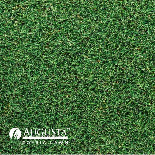 Augusta-Zoysia-Turf-close-e.gif – Smart Stone Blocks & Pavers Buy Online